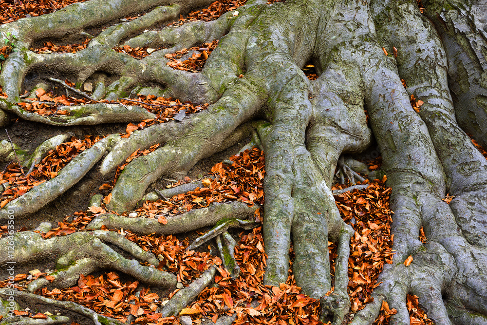 Old tree roots - European beech (Fagus sylvatica), park castle Hukvaldy ...