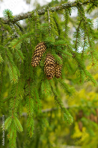 Close up brunch of of fir tree