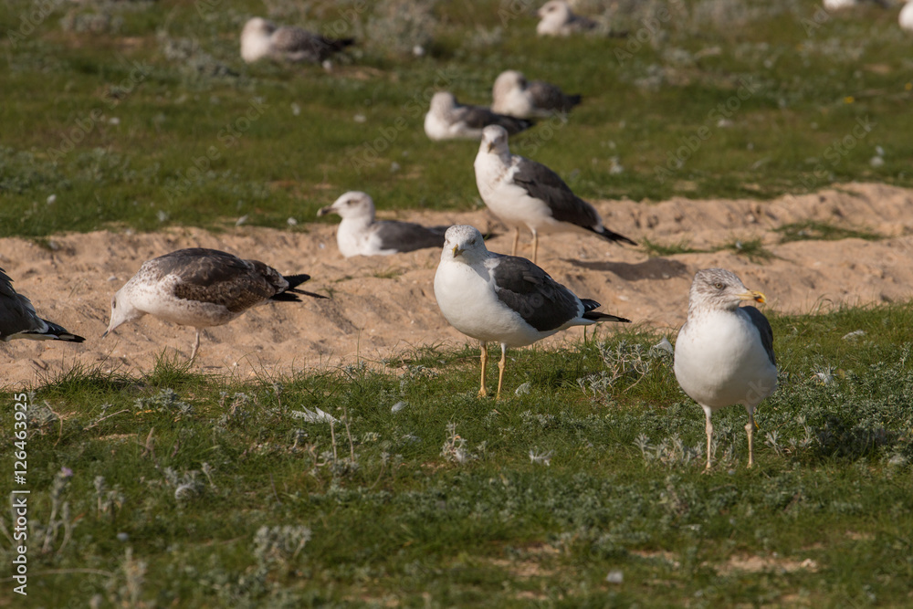 Fototapeta premium Seagulls in the seashore