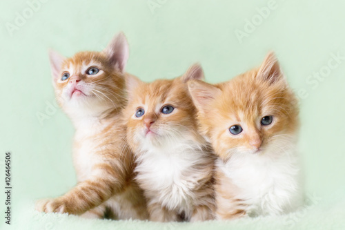 Fototapeta Naklejka Na Ścianę i Meble -  Group of adorable kittens. color red. three.