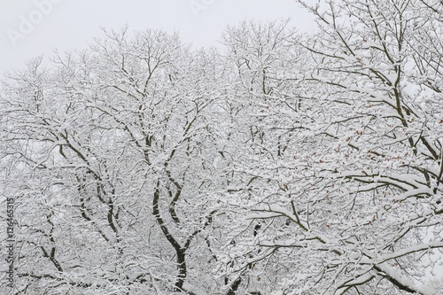 Winter background. Winter trees on snow