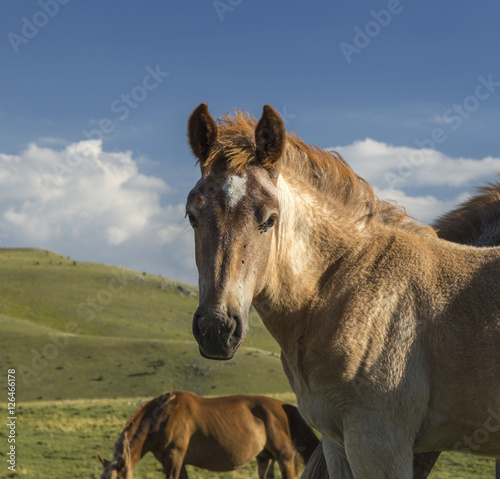 Brown foal next to his herd under a blue sky