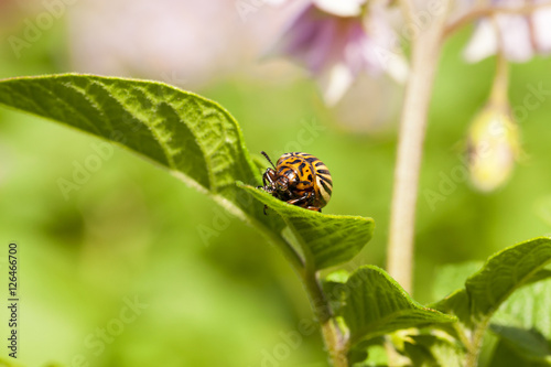 adult Colorado potato beetle photo