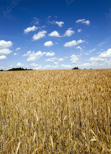 agricultural field