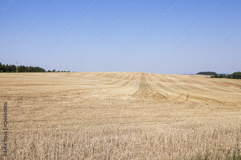 Agricultural field with wheat