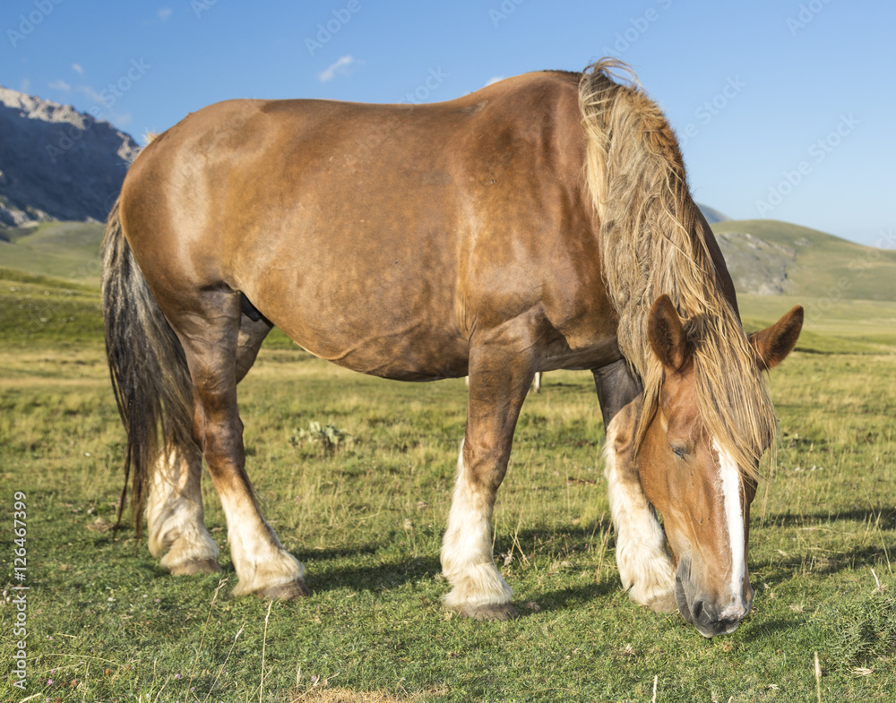 Obraz premium Beautiful brown horse in poses under a blue sky