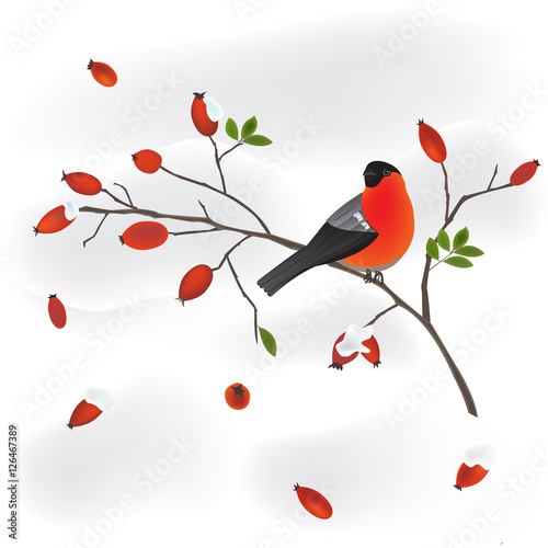 robin on a wild rose branch vector © oah1611