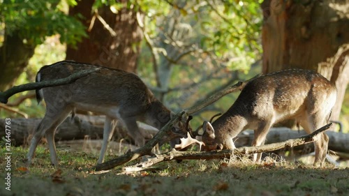 Fallow Deer bucks (Dama dama) fighting or sparring in an autumn or fall woodland during the rutting season