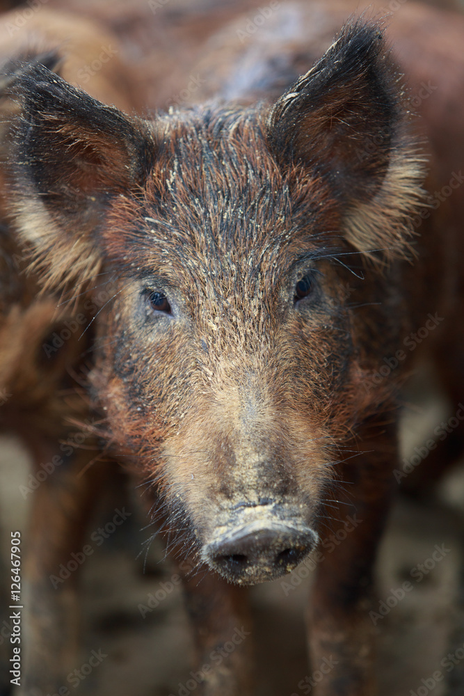 CLosed up picture of giant forest hog or wild pig CLosed up picture of giant forest hog or wild pig