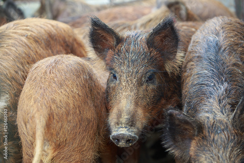 CLosed up picture of giant forest hog or wild pig