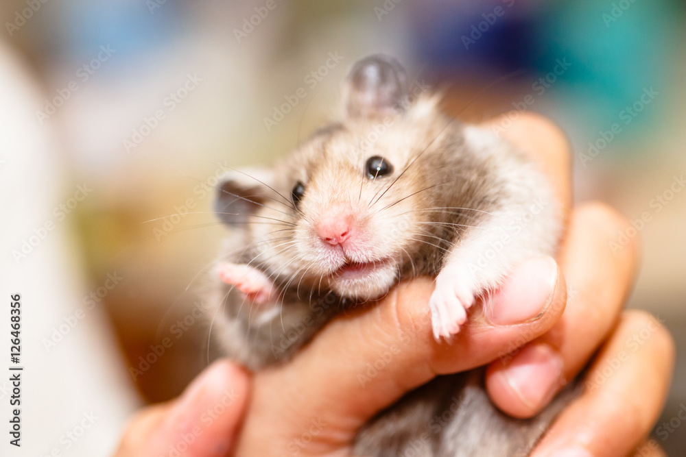 Funny Syrian hamster grey. Funny Syrian hamster grey.