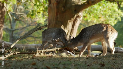 Fallow Deer bucks (Dama dama) fighting or sparring in an autumn or fall woodland during the rutting season