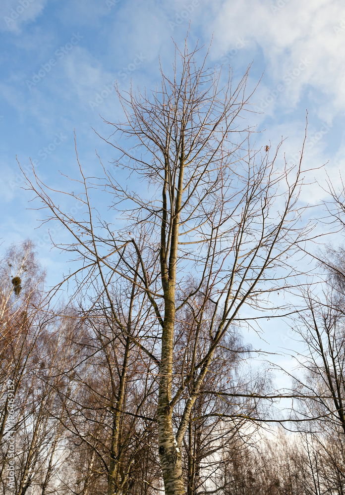 Birch tree in winter Birch tree in winter