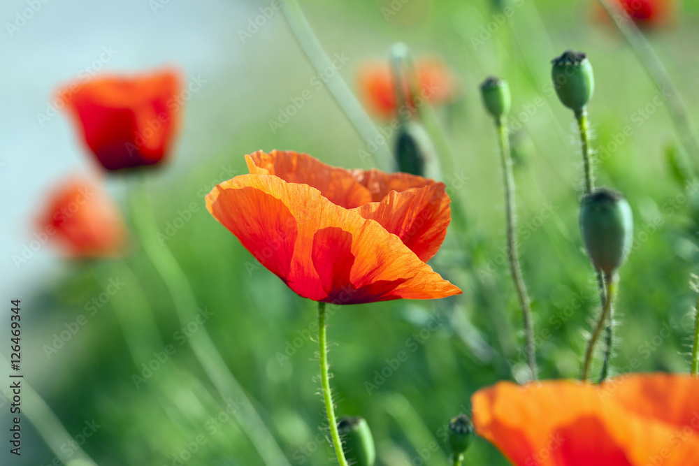 Obraz premium blooming red poppies