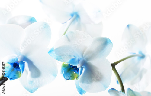 Blue Orchid, close-up