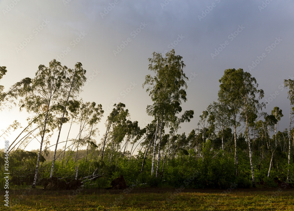 Fototapeta premium broken birch trees