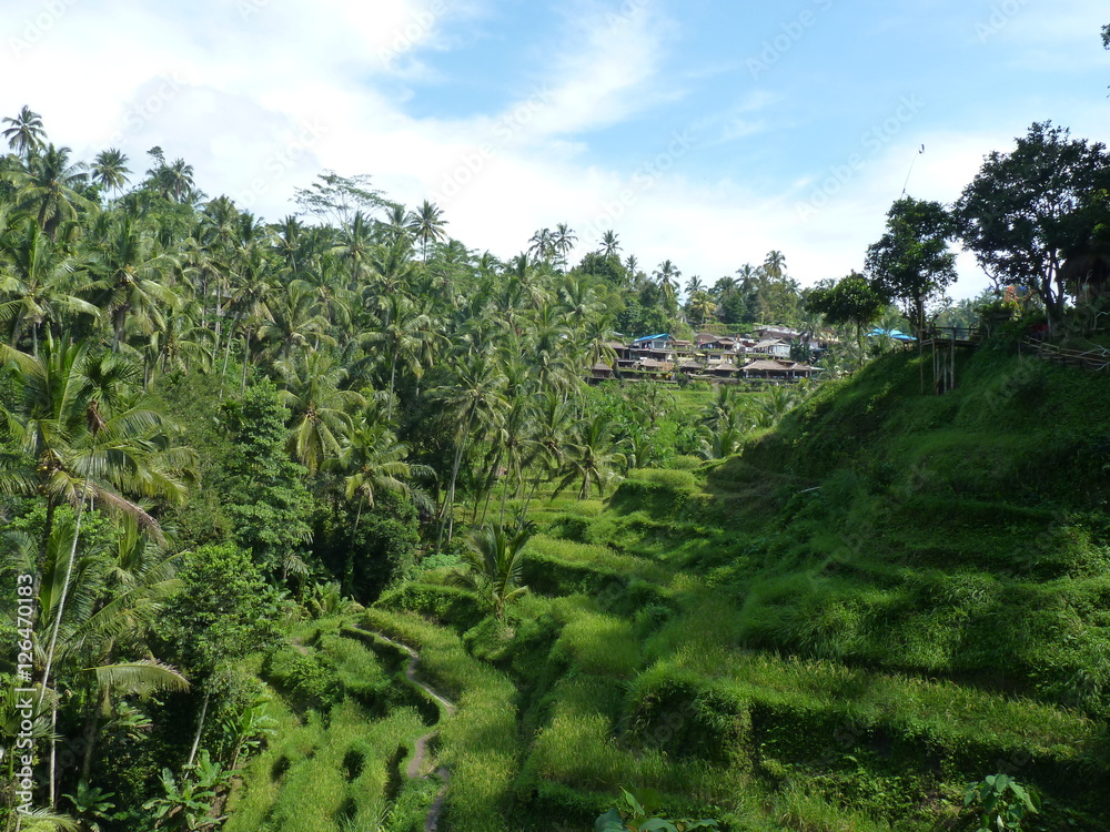 Rice fields of Tegalalang, Bali, Indonesia