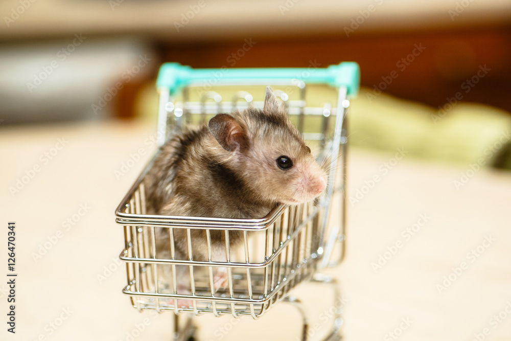 Funny Syrian hamster grey in children's shopping carts. Stock Photo | Adobe  Stock