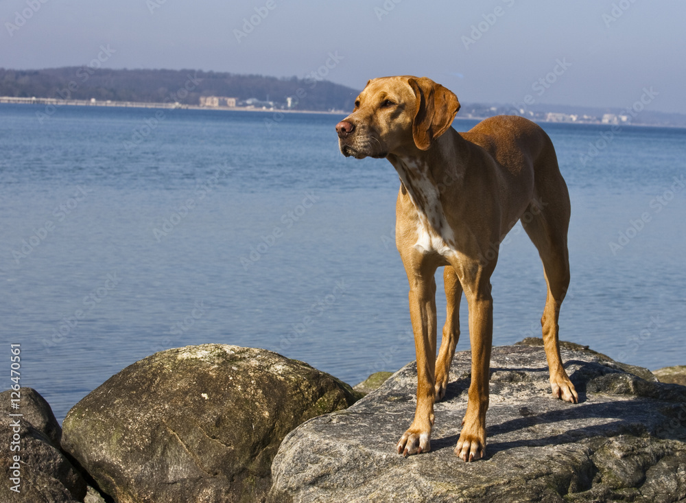 Dog at the beach Dog at the beach