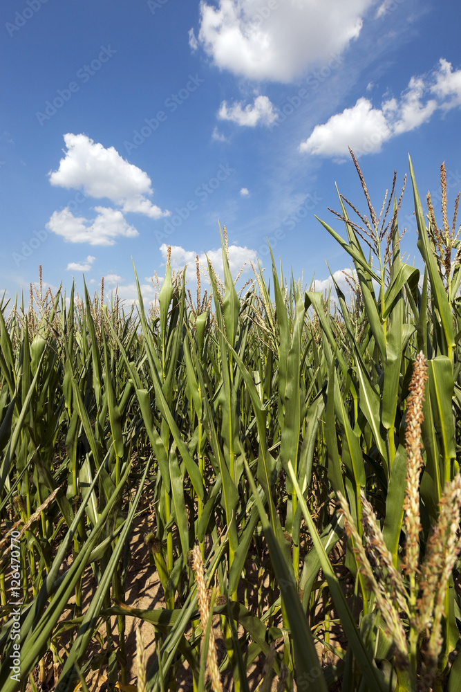 Obraz premium Corn field, summer