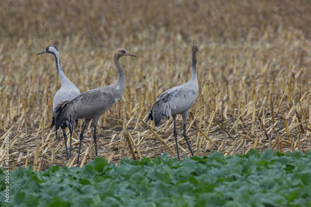 Obraz premium Graukranich(e), Grus grus