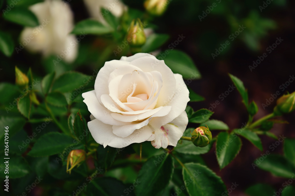 beautiful white rose blooming in summer garden green leaves beautiful white rose blooming in summer garden green leaves