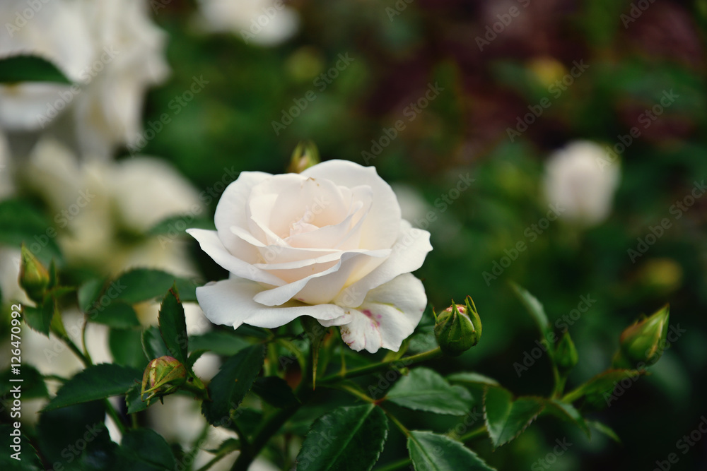 beautiful white rose blooming in summer garden green leaves