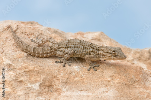 Moorish Gecko (Tarentola Mauritanica)/Moorish Gecko in North African Desert photo