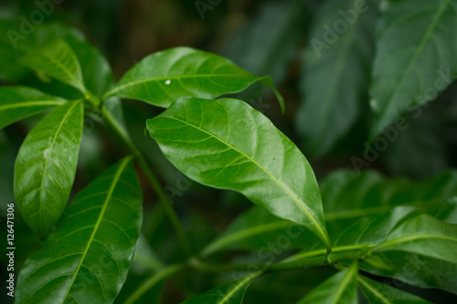 Ervatamia leaf