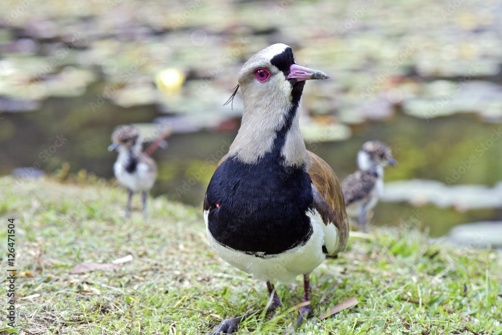 Female of the Southern lapwing nesting cubs Female of the Southern lapwing nesting cubs