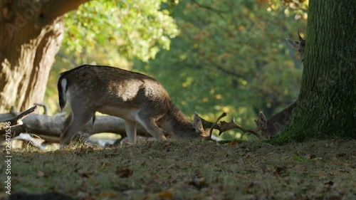 Fallow Deer bucks (Dama dama) fighting or sparring in an autumn or fall woodland during the rutting season
