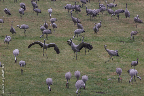 Graukranich, Grus grus in der Natur photo