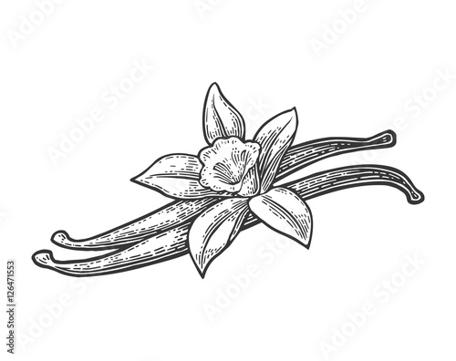 Vanilla pods and flower. Vector black vintage engraved