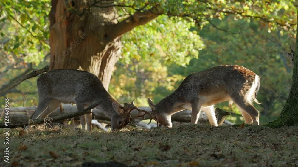 Fallow Deer bucks (Dama dama) fighting or sparring in an autumn or fall woodland during the rutting season Fallow Deer bucks (Dama dama) fighting or sparring in an autumn or fall woodland during the rutting season