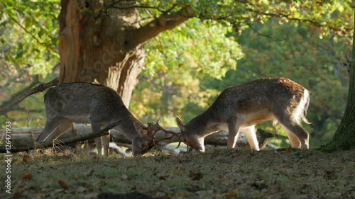 Fallow Deer bucks (Dama dama) fighting or sparring in an autumn or fall woodland during the rutting season