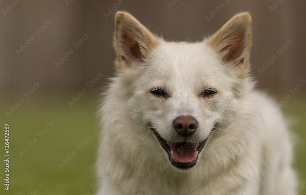 lachender Islandhund - Portrait Outdoor