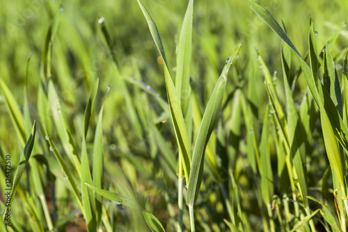 Field with cereal