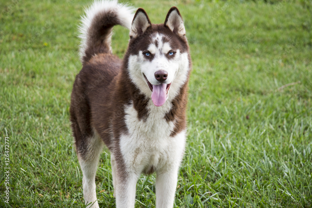 Beautiful Red and White Siberian Husky