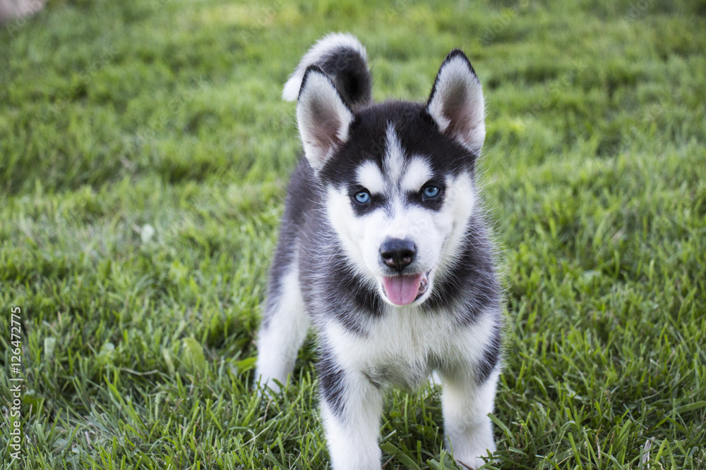 Siberian Husky Puppy Siberian Husky Puppy