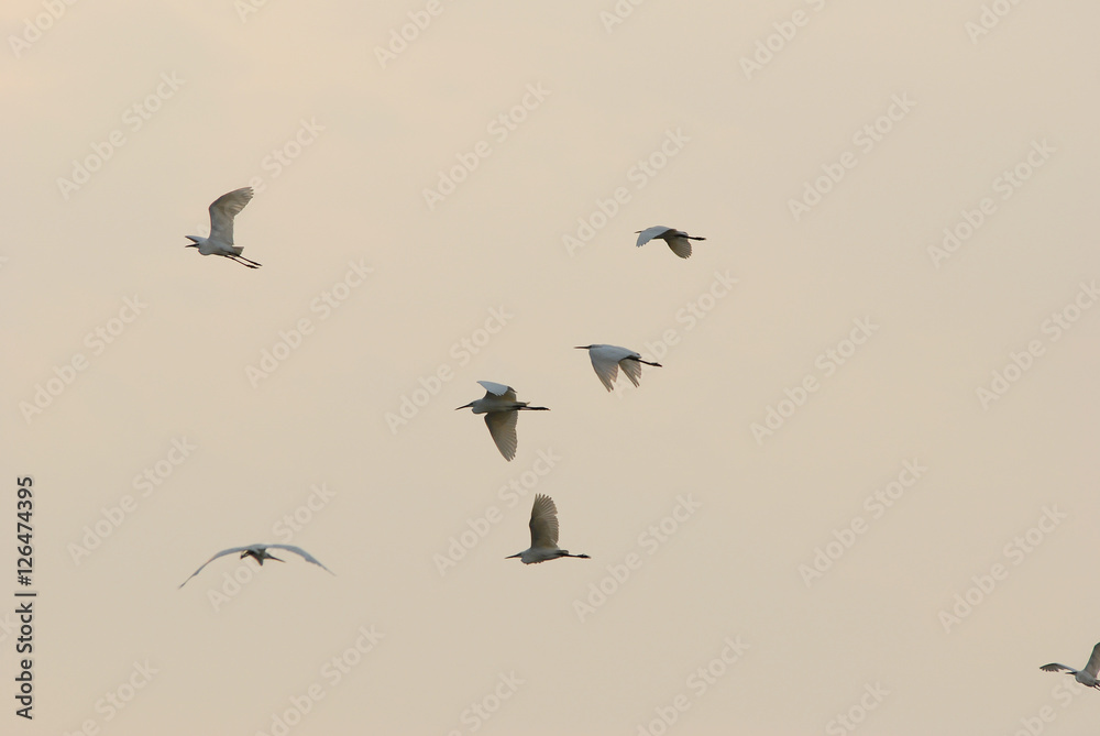 A group of flying egrets at sunset time