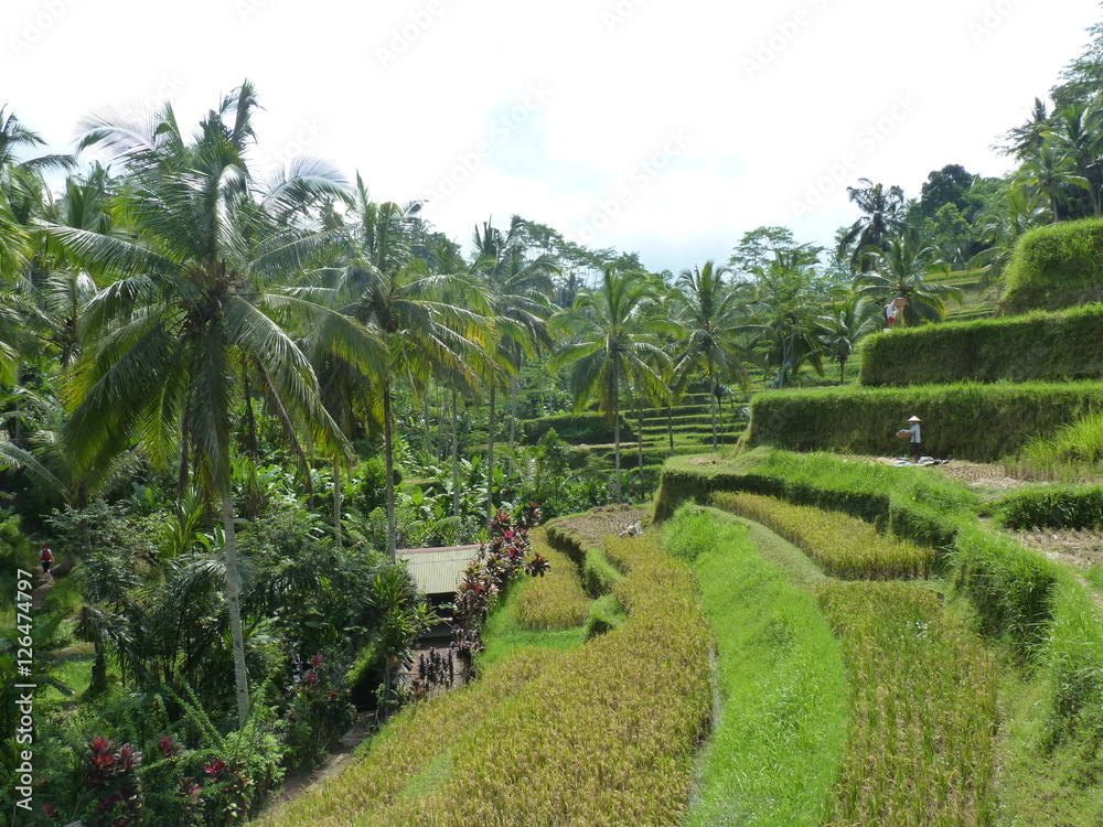 Rice fields of Tegalalang, Bali, Indonesia