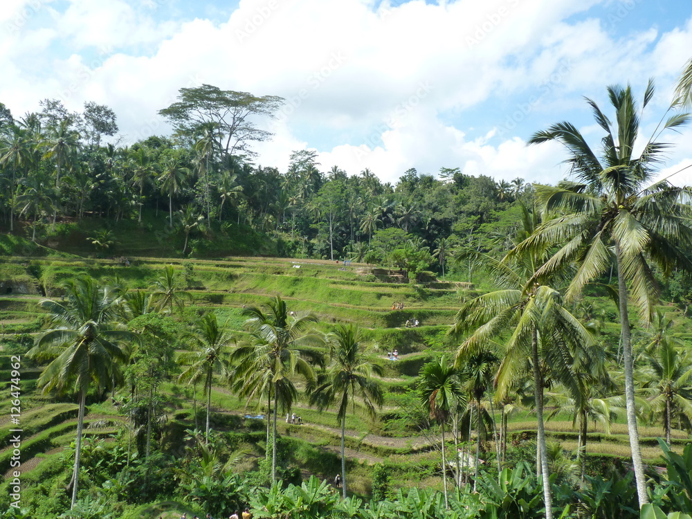 Campuhan ridge walk at Bali island, Ubud, Indonesia Campuhan ridge walk at Bali island, Ubud, Indonesia
