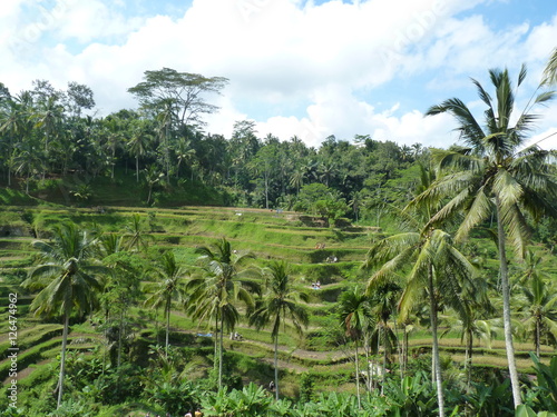 Wallpaper Mural Campuhan ridge walk at Bali island, Ubud, Indonesia Torontodigital.ca