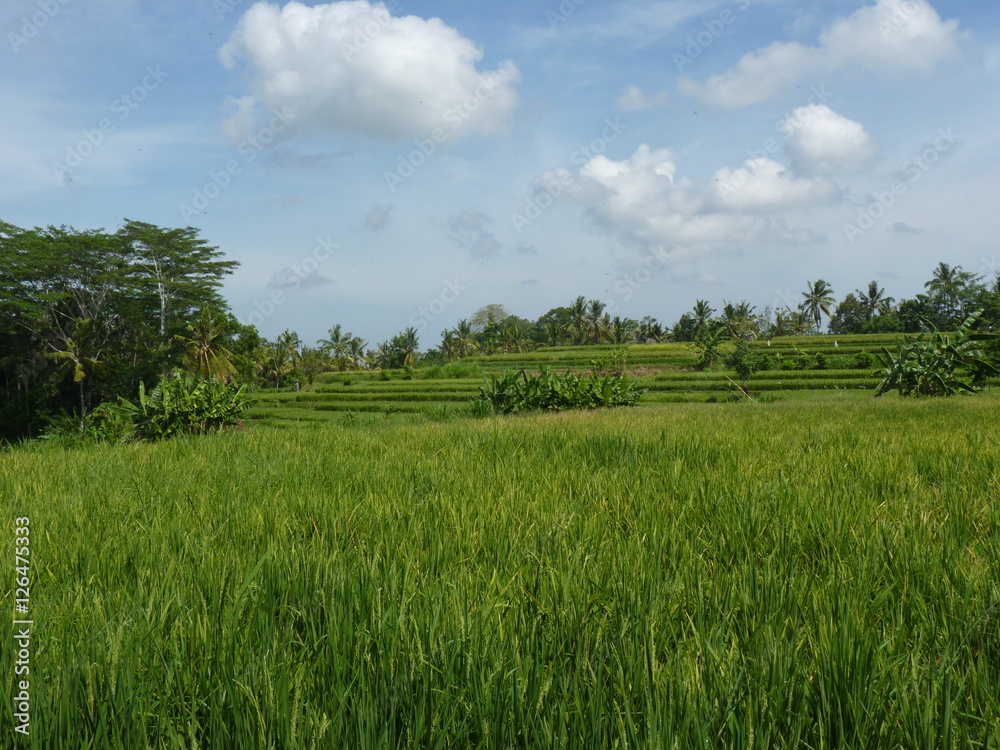 Fototapeta premium Campuhan ridge walk at Bali island, Ubud, Indonesia