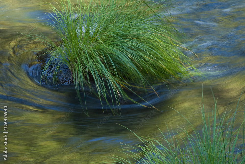 Green Grass and Water, McArthur Burney Falls Green Grass and Water, McArthur Burney Falls