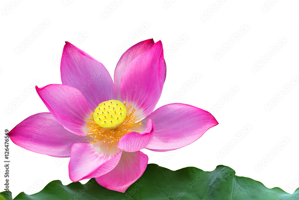 Beautiful Lotus isolate on white background