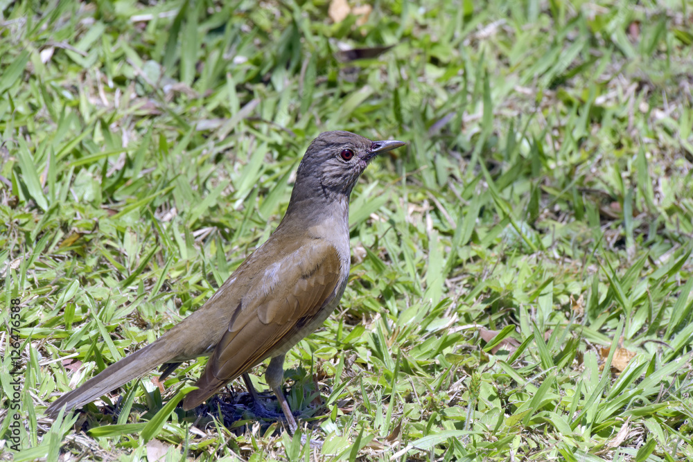 Pale-breasted thrush in the grass, hunting insect Pale-breasted thrush in the grass, hunting insect
