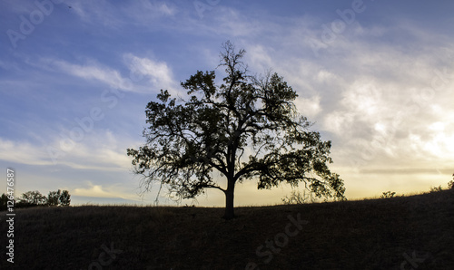 Tree in the distance alone.