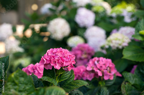 Wallpaper Mural Hydrangea flowers in a garden Torontodigital.ca