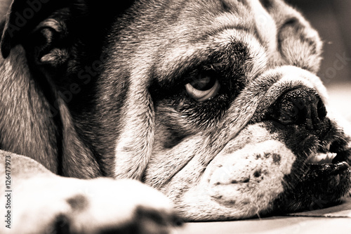 Tired Bulldog Black and White